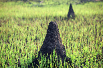 termite hill