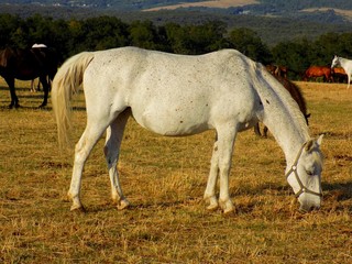 Obraz na płótnie Canvas Horse grazing