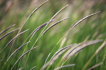 reeds grass