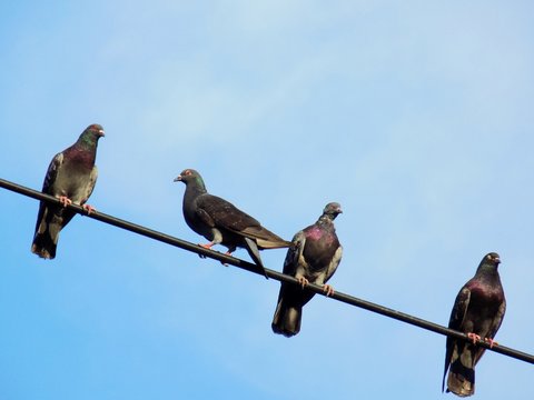 Pigeons on power line cable