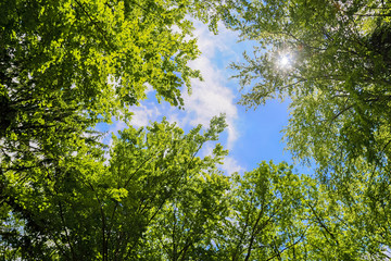 Ciel à travers les arbres
