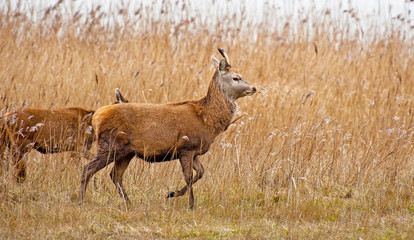 Red deer in a field with reed in winter