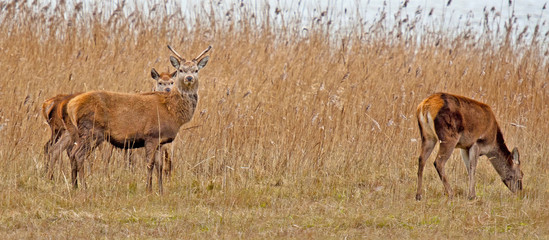 Red deer in a field with reed in winter