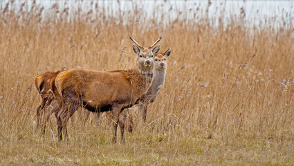 Naklejka na ściany i meble Red deer in a field with reed in winter