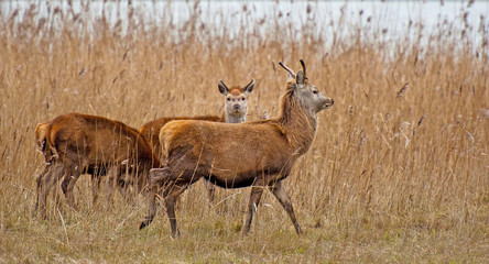 Red deer in a field with reed in winter