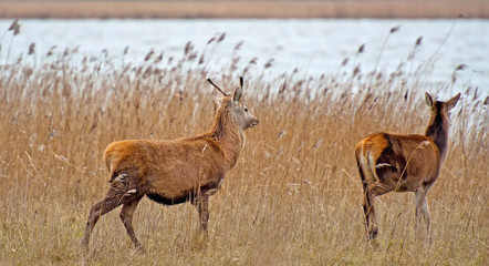 Red deer in a field with reed in winter