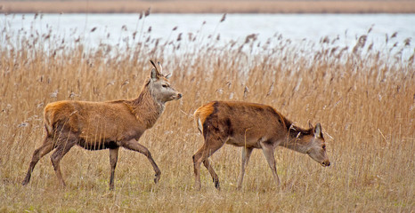Red deer in a field with reed in winter