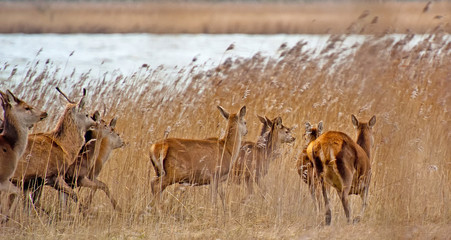 Red deer in a field with reed in winter