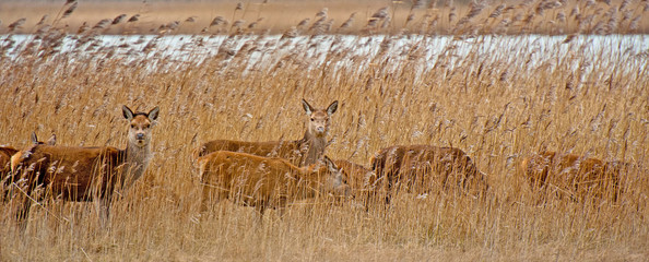 Red deer in a field with reed in winter