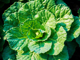close up on green vegetable on field