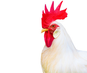 close up on red head of chicken isolated