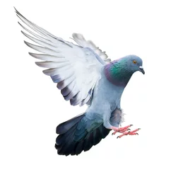 Selbstklebende Fototapeten fliegender Taubenvogel in Aktion isoliert © missisya
