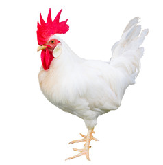 chicken isolated on white background