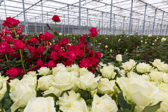 Fototapeta Greenhouse red and white roses