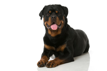 Rottweiler