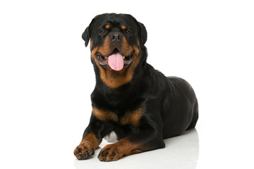 Fototapeta premium Rottweiler