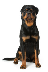 Rottweiler