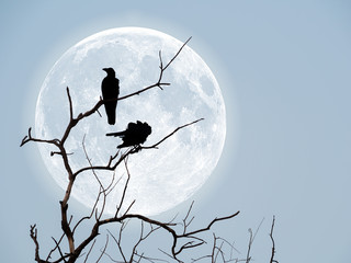 silhouette of crows on dry wooden stick
