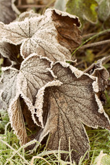 Beautiful winter nature