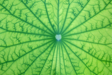 Fototapeta na wymiar fresh lotus leaf