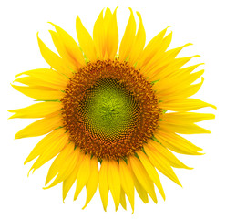 Naklejka premium vibrant sunflower isolated on white