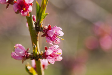 Obraz premium Orchard of Cherry Blossoms