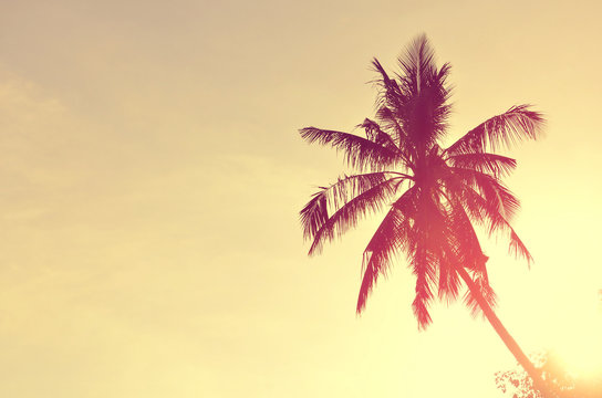 Tropical palm tree with sun light.