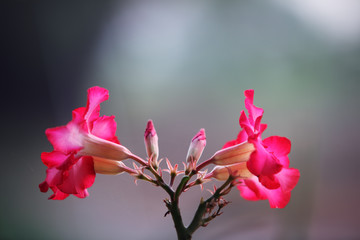 colorful impala lily flower