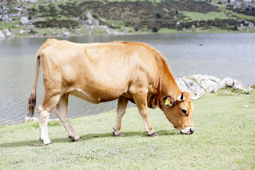 Naklejka na ściany i meble Vaca pastando junto a lago de montaña