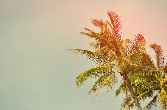 Tropical palm tree with sun light.