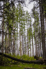 Fototapeta premium Lodgepole Pine Forest