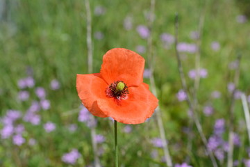 Roter Mohn