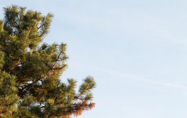 Obraz premium Magnolia grandiflora magnolie tree crown with text space