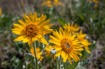 Balsamroot flowers closeup