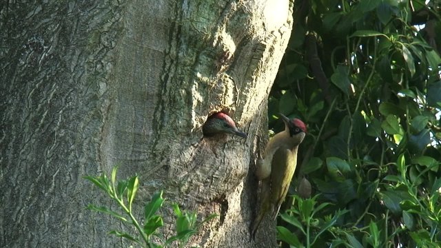 Green Woodpecker, Picus viridis (female) creeps up on tree trunk towards nest hole and feeds offspring.The main food of the European Green Woodpecker is ants.