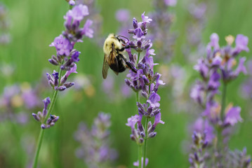 Bee on Purple Flower