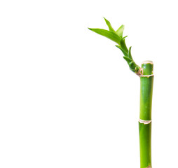 Fototapeta premium green bamboo