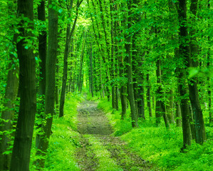 beautiful green forest