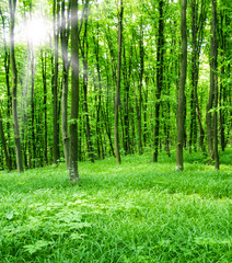 Fototapeta na wymiar Nature background of green forest