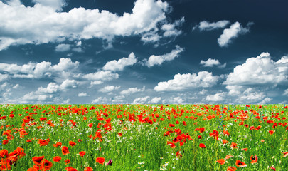 Vivid poppy field