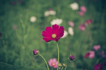 vintage purple flowers cosmos