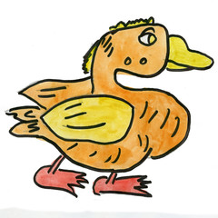 Duck isolated on white background