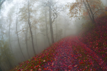 Fototapeta na wymiar autumn mist