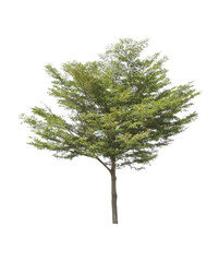 Obraz premium Tree isolated on a white background