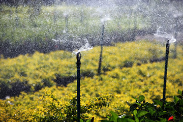 silhouette of water sprinkler in garden