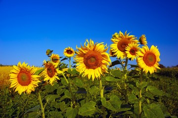 Obraz premium field of sunflowers