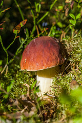 Forest mushroom