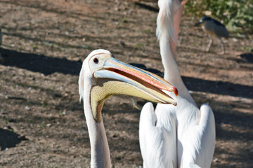 Pelecanus onocrotalus