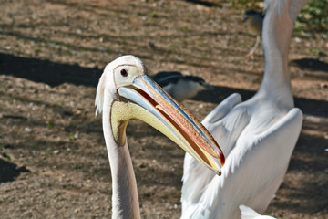 Pelecanus onocrotalus