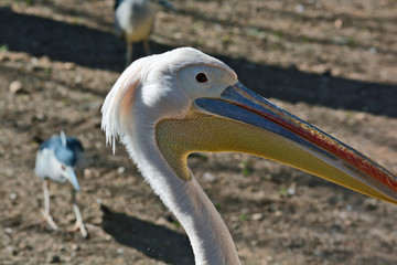 Pelecanus onocrotalus